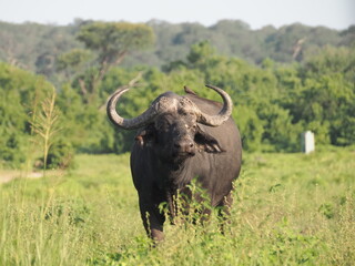 Fototapeta premium African Cape Buffalo in Chobe National Park, Botswana