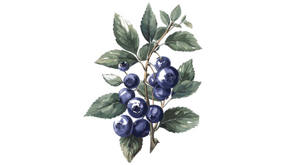 Blueberry vector, old botanical illustration, isolated on transparent background, hand-drawn fruit sketch, vintage style, ripe blueberries, detailed berry drawing, organic food © aura studio