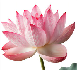 Fototapeta premium beautiful pink lotus flower isolated on a white background. water lily,