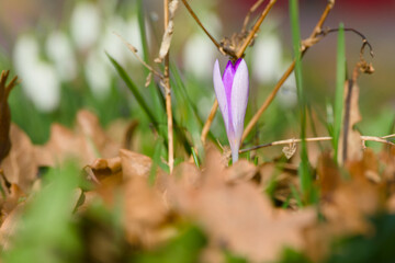 lilac crocus flower bud on the ground close-up