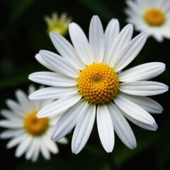 Triple daisy bloom, vivid yellow centers, fine detail, dark background , black, photography, picture