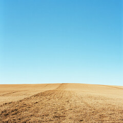 Vast golden field under a bright blue sky, illustrating the serene beauty of open landscapes with clear horizons and natural tones.