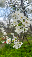 Beautiful white cherry blossom in full bloom. Spring floral background.