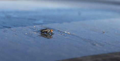 a dung fly sits on a wet surface in the rays of lightning
