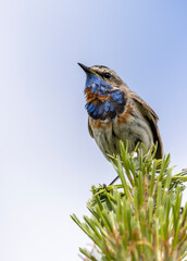 small multicolored bird 