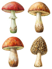 Colorful mushroom illustrations, detailed botanical art, nature-inspired design, perfect for food and gardening themes.