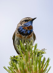 small multicolored bird 