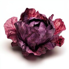 Obraz premium Vibrant Purple Cabbage Beauty