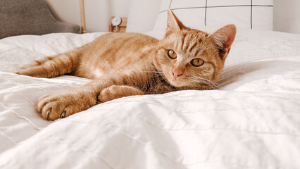 Ginger orange aesthetic cute cat lying on a white bed