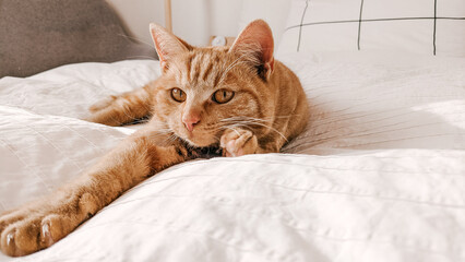 Ginger orange aesthetic cute cat lying on a white bed