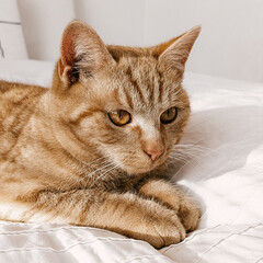 Ginger orange aesthetic cute cat lying on a white bed
