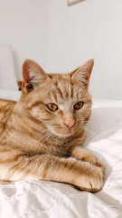 Ginger orange aesthetic cute cat lying on a white bed