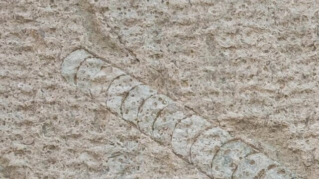 Orthocone fossil on limestone wall surface pan showcasing its detailed segmented straight long shell embedded in rock, extinct genus of large, straight shelled cephalopods from Ordovician period