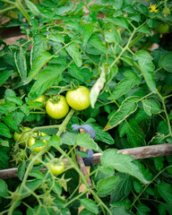 Top view bush determinate tomatoes with cluster fruits branches on bamboo trellis at homestead...