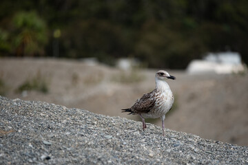 Young seagull standing on rocky shore – nature in focus
