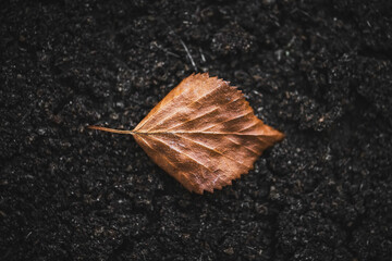 Lone dry leaf lying on the ground in autumn forest. The fragile shape and gentle curves emphasize the beauty in withering.