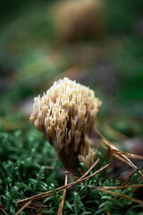 Mushrooms of the genus Ramari resembling corals. Atmosphere of mystery and natural harmony.