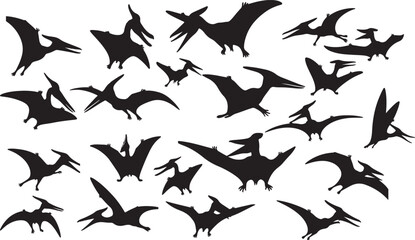 Pteranodon Silhouette © Rizwan Ahmad