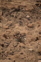 Squirrel in Fuerteventura