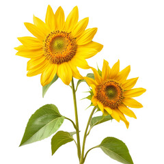 Obraz premium Bright yellow sunflowers with green leaves, symbolizing joy and warmth, stand tall against transparency background, showcasing their vibrant petals and intricate centers