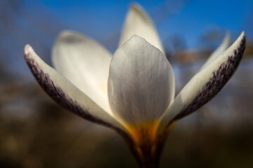 Snowdrop or Saffron Alatau is the first spring flower, common in all regions of Kazakhstan.