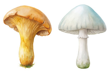 Watercolor mushrooms illustration, detailed nature art, botanical design, vibrant colors, organic elements, artistic style.