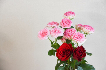 ピンクと赤のばら