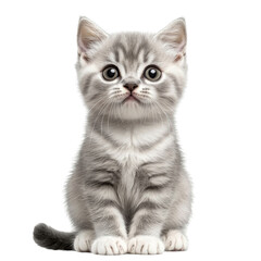 cute gray kitten with big eyes and fluffy coat, sitting upright and looking curiously at viewer. This adorable pet exudes charm and playfulness