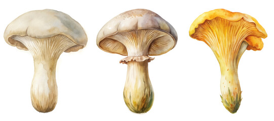 Watercolor mushrooms illustration, natural colors, botanical art style, food and nature themes.
