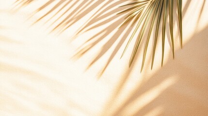 Obraz premium Tropical Palm Leaf Shadow Across Sandy Background