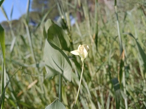 lathyrus aphaca flower pattern or yellow pea flower in the wheat field 