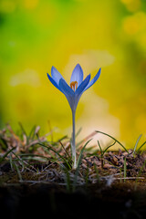 Krokus im Frühling mit Bokeh