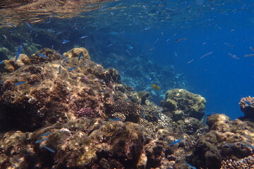 marine life in the Red Sea Egypt, hurghada
