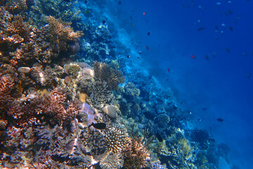 marine life in the Red Sea Egypt, hurghada