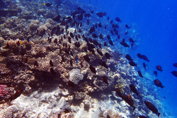 marine life in the Red Sea Egypt, hurghada