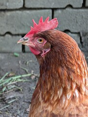 hen from small home farm