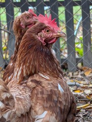 hen from small home farm