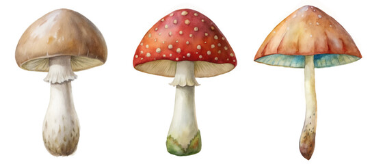 Watercolor mushrooms, vibrant colors, detailed illustrations, nature-inspired art, botanical design, organic elements, decorative purpose.