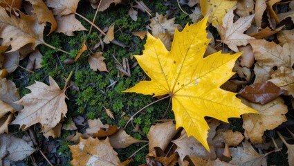Obraz premium Vibrant Yellow Maple Leaf on a Bed of Brown Leaves and Green Moss in Autumn Forest Floor