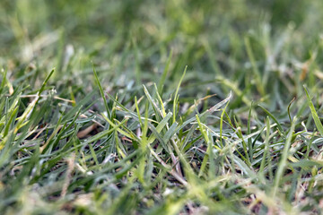 The lawn turns yellow due to improper care, grass is drying up