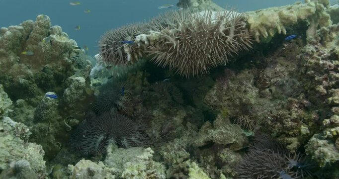 A group of crown-of-thorns starfish (Acanthaster planci) feeds on a coral reef, leaving behind a bleached and damaged structure. Their venomous spines make them a dangerous predator.