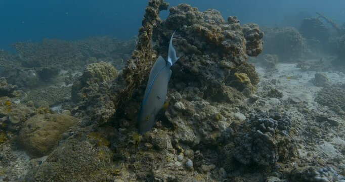 A nudibranch slowly moves over a rocky reef covered in marine life. Its soft body and vibrant cerata contrast with the rough coral and algae-covered substrate.