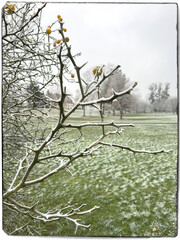 A serene winter scene captures frosted branches and lingering fruit against a backdrop of a frost-covered park, embodying the quiet beauty of the cold season.