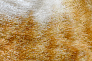 Cat fur texture background. Ginger and white cat fur texture.