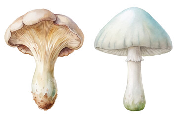 Watercolor mushrooms, botanical illustration, natural colors, artistic design, organic shapes, detailed textures, nature-inspired art.