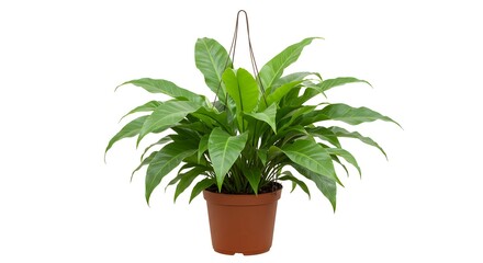 Obraz premium Green plant in a pot with fresh leaves, perfect for home decoration and gardening