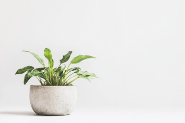 Fototapeta premium Trendy pot with Cryptocoryne plant on clean white background highlighting natural beauty