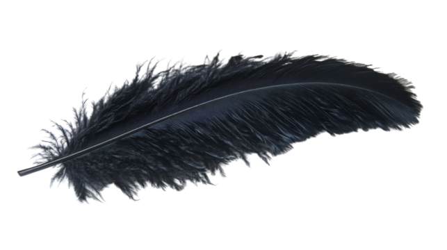 black feather isolated on white background
