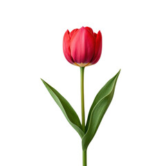 Obraz premium Elegant red tulip with green leaves on a transparent background