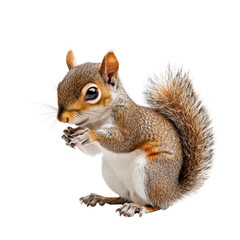Realistic close-up of a curious squirrel